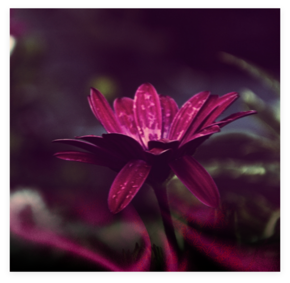 purple flower purple flower